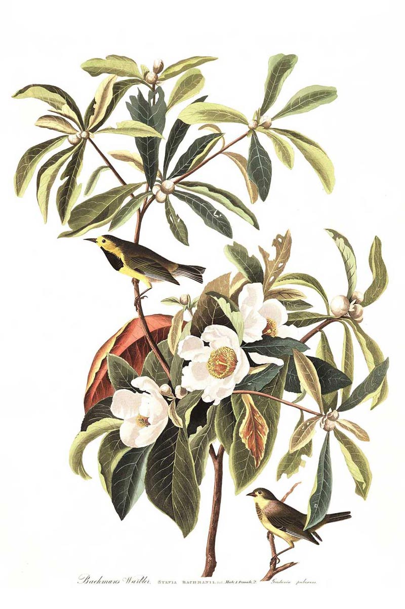 Bachmans Warbler Bird