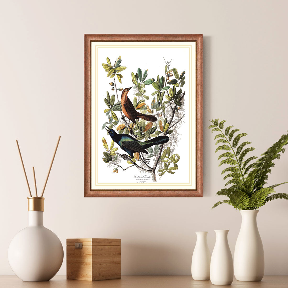 Boat Tailed Grackle Bird