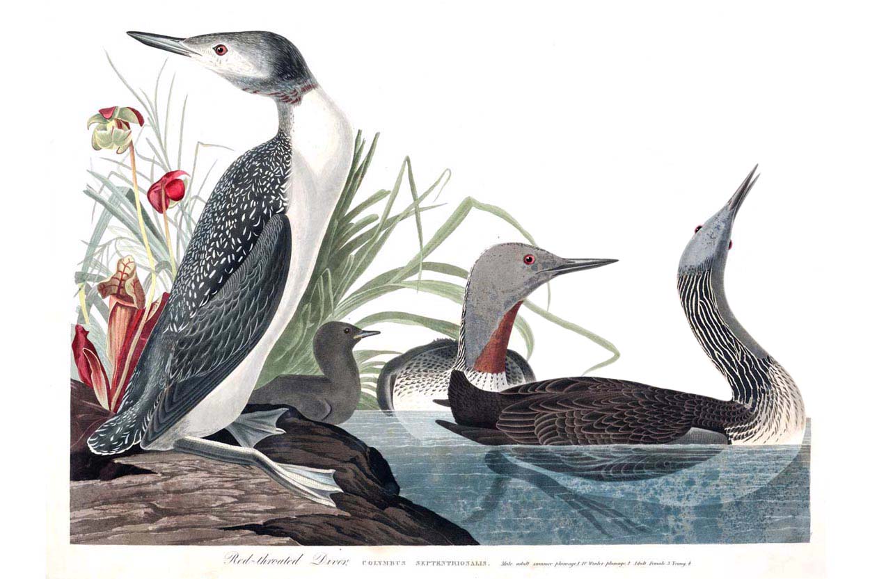 Red Throated Diver Bird