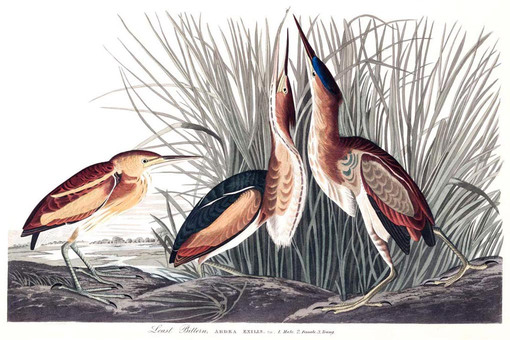 Least Bittern Bird