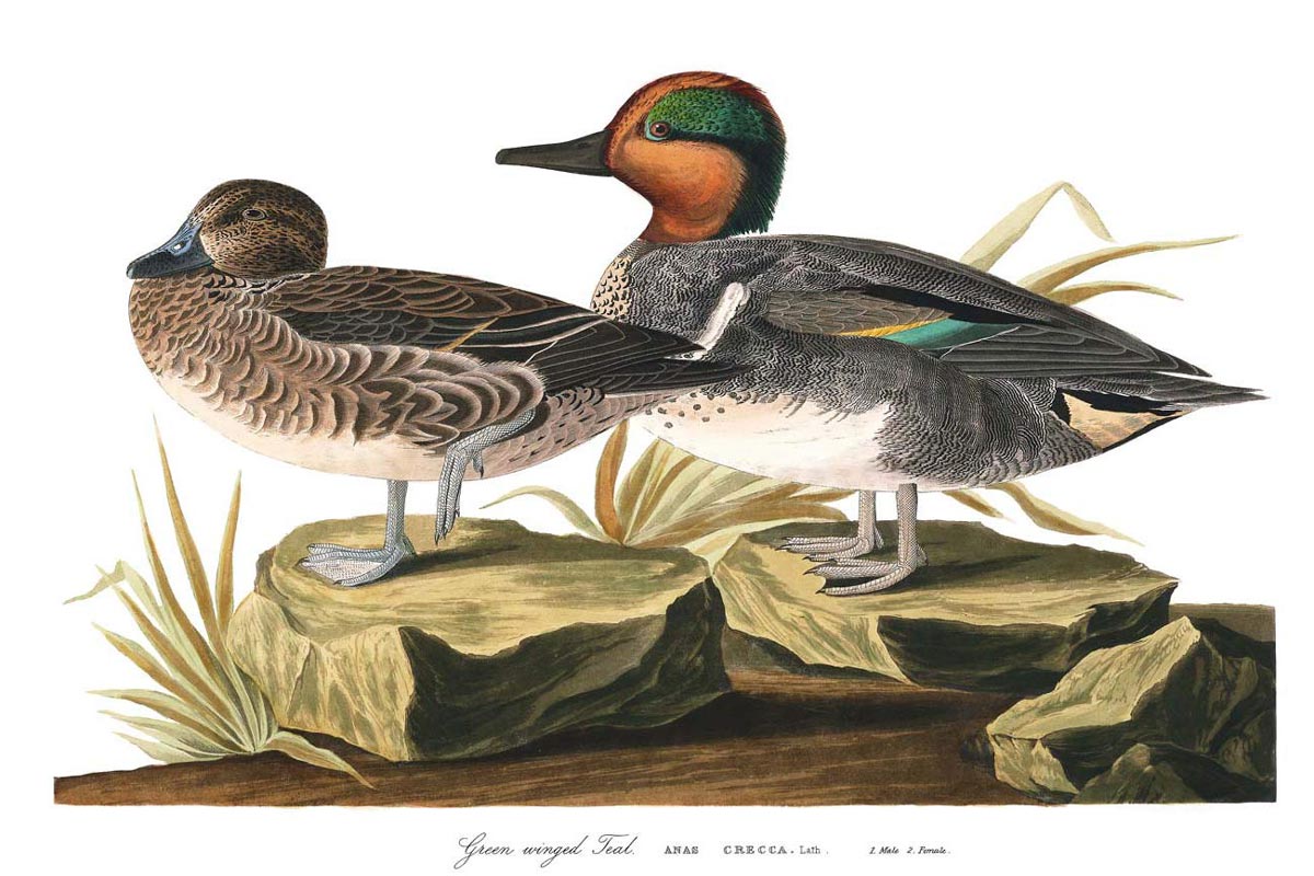 Green Winged Teal Bird