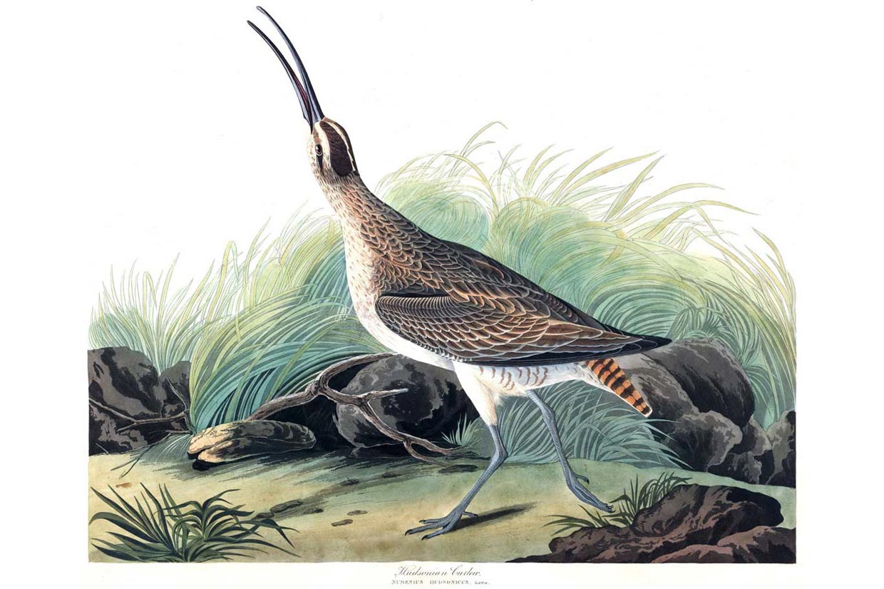 Hudsonian Curlew Bird