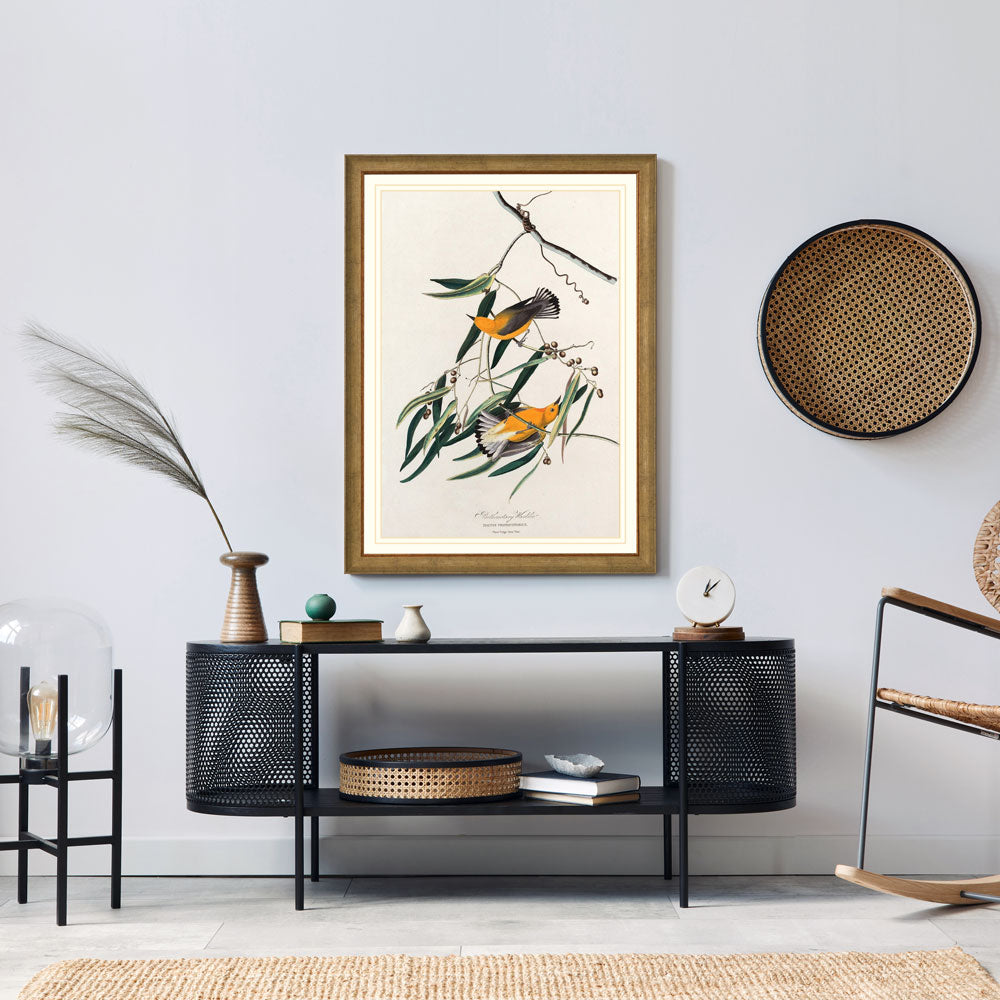 Prothonotary Warbler Bird