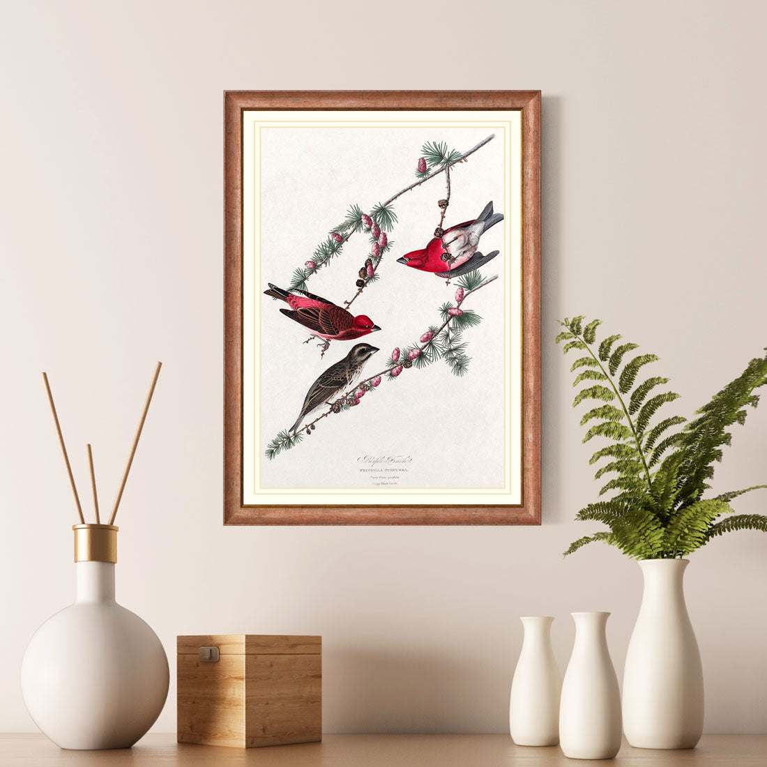 Purple Finch Bird