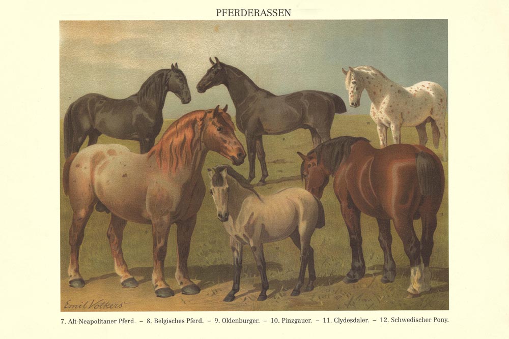 Horse Breeds