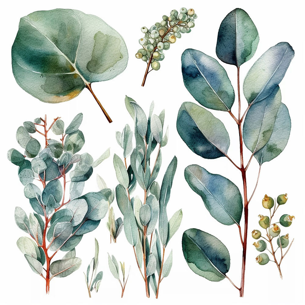 Eucalyptus Green Plant