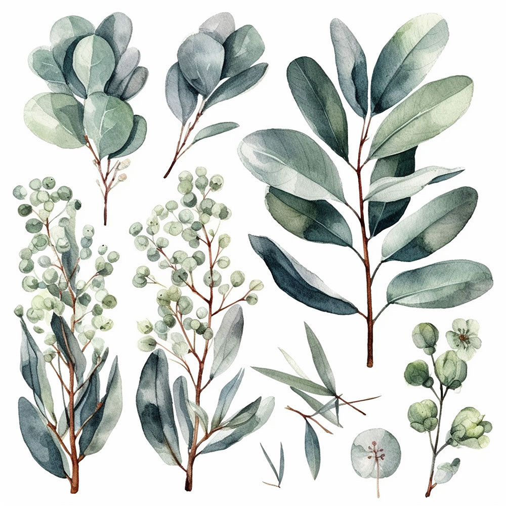 Eucalyptus Green Plant