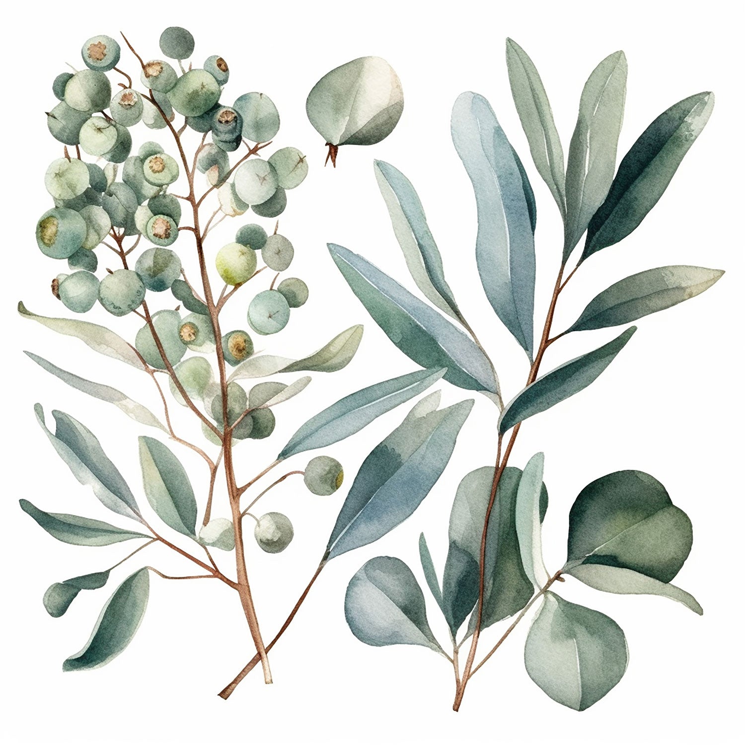 Eucalyptus Green Plant