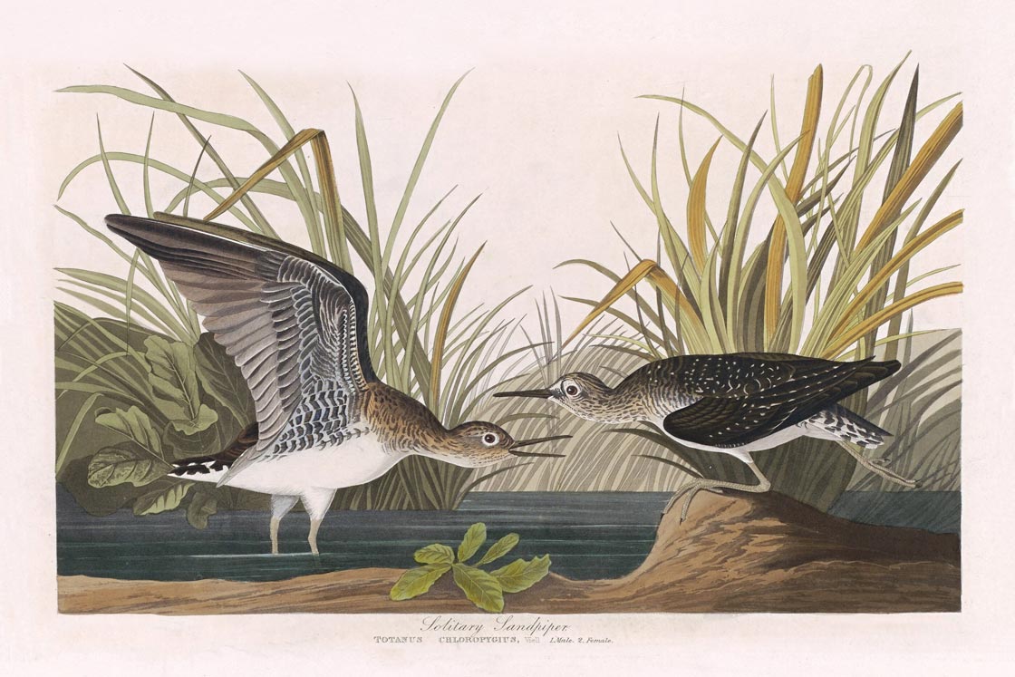 Solitary Sandpiper Bird