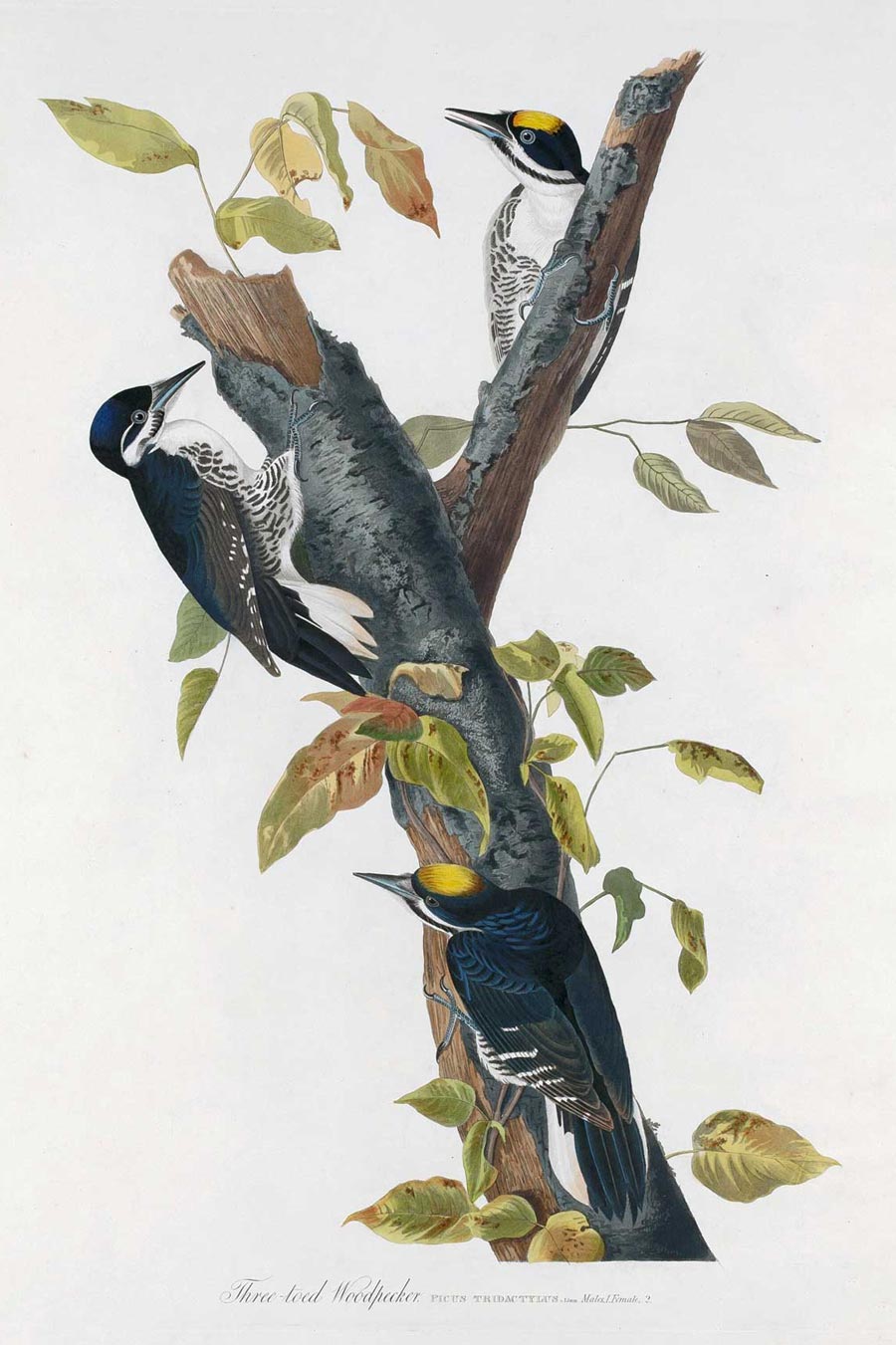 Three-Toed Woodpecker Bird