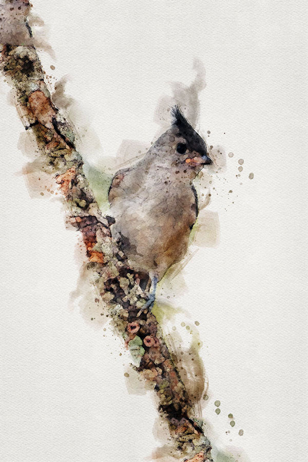 Titmouse Bird