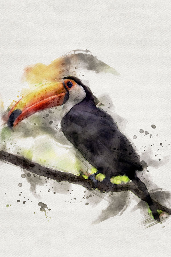 Toco Toucan Bird