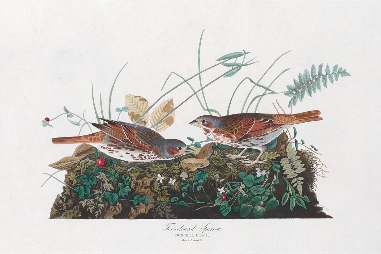 Two-Colored Sparrow Bird
