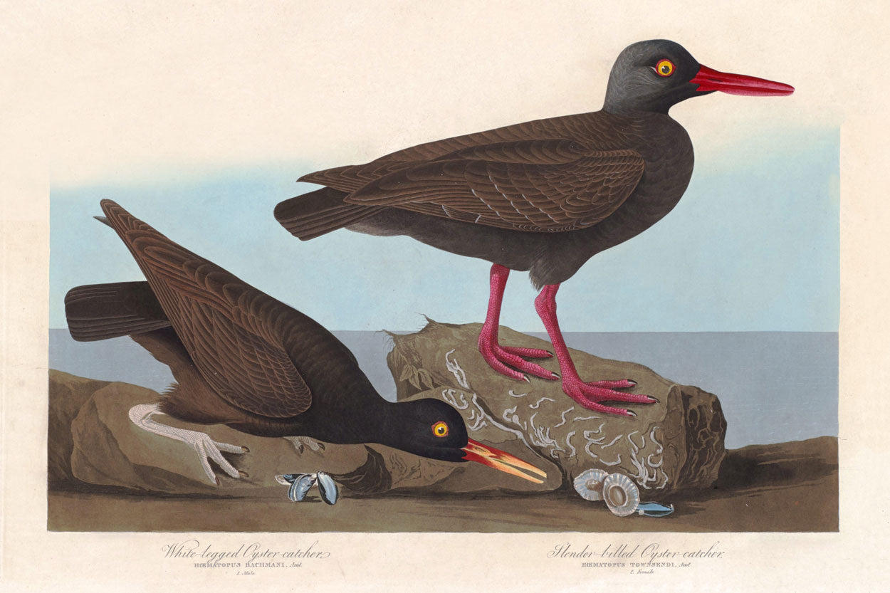 White-Legged Oyster-Catcher And Slender-Billed Oyster-Catcher Bird
