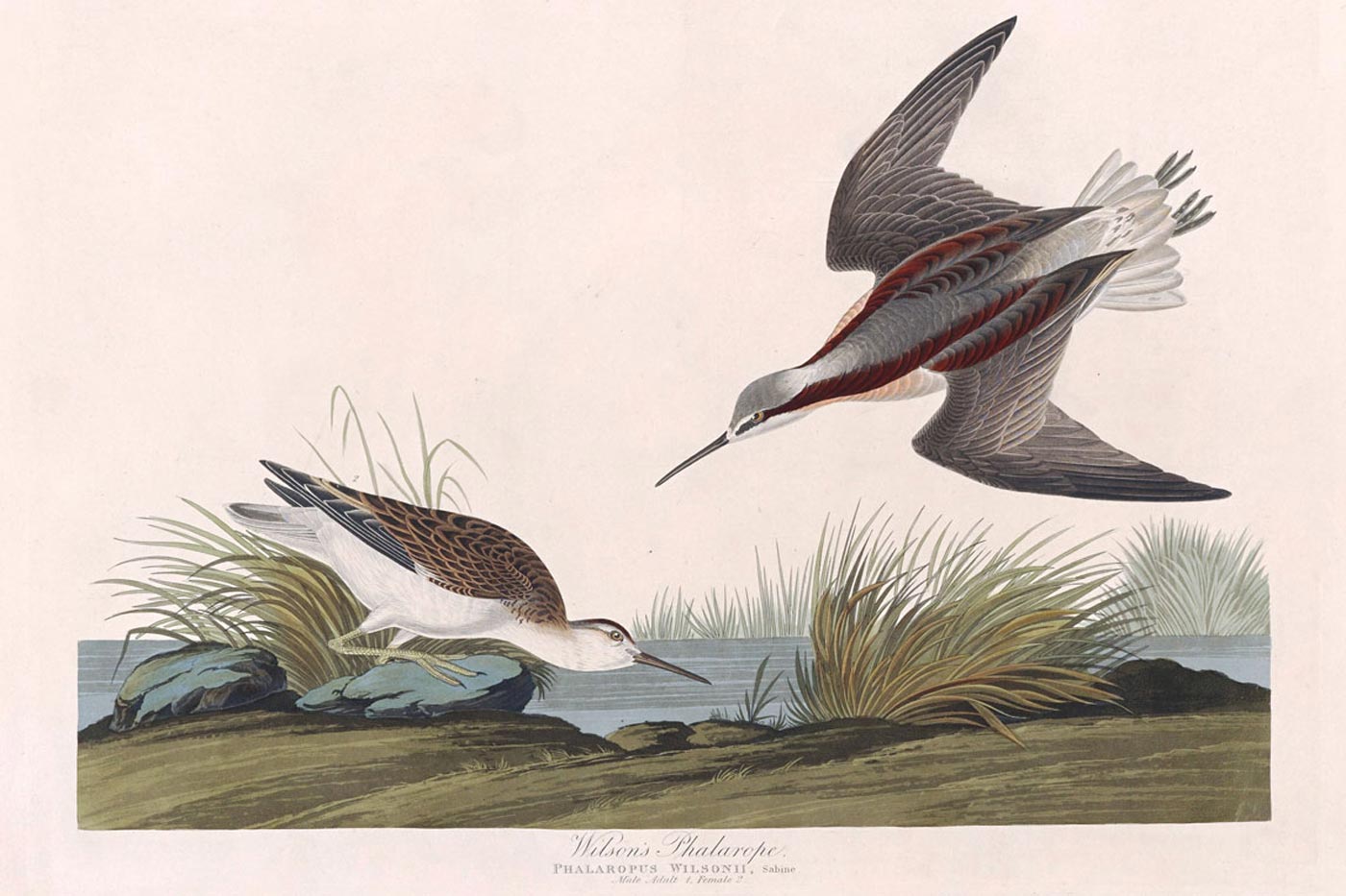 Wilson'S Phalarope Bird